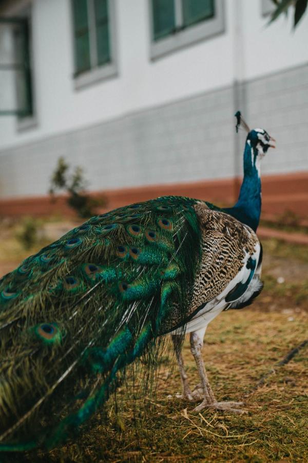 Saab Royale Resort Kajiado Kültér fotó